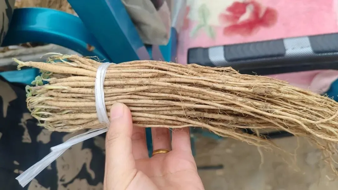 2026年4月20日岷县中药材市场快讯(当归饮片走货不快,成交价格疲软)