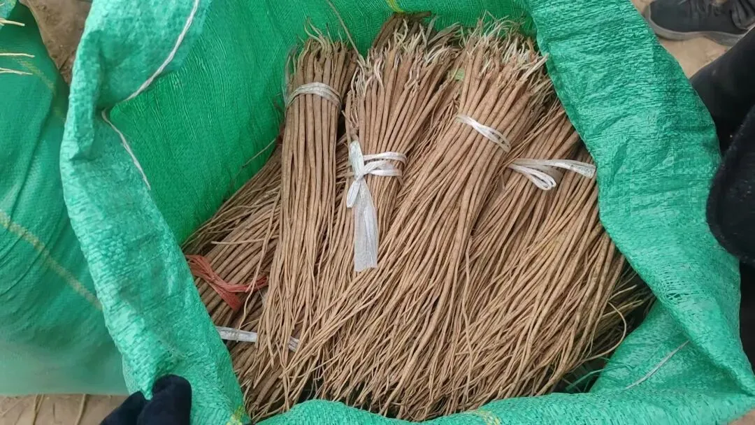 2026年4月20日岷县中药材市场快讯(当归饮片走货不快,成交价格疲软)