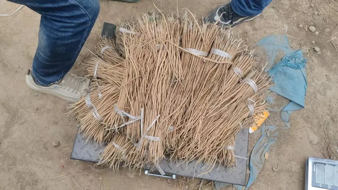 2026年4月20日岷县中药材市场快讯(当归饮片走货不快,成交价格疲软)