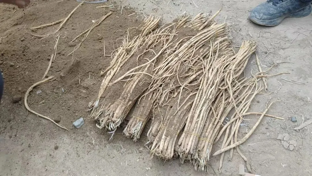 2026年4月20日岷县中药材市场快讯(当归饮片走货不快,成交价格疲软)