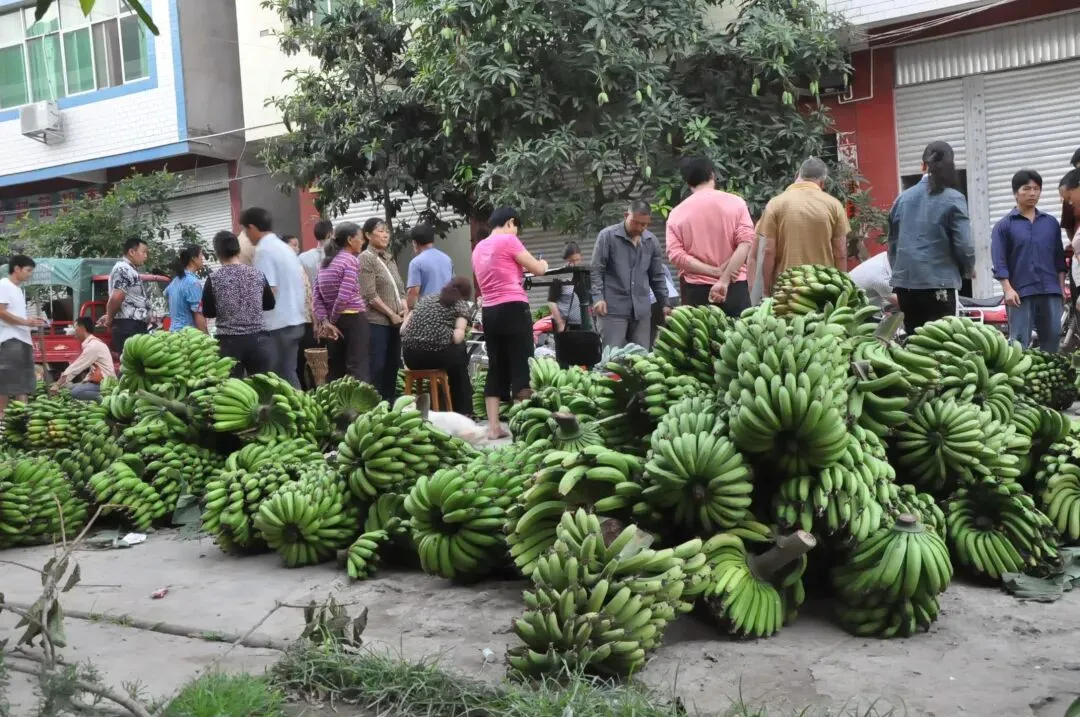 沉眠金沙江底的辉煌:大崇香蕉市场,一代人的烟火记忆