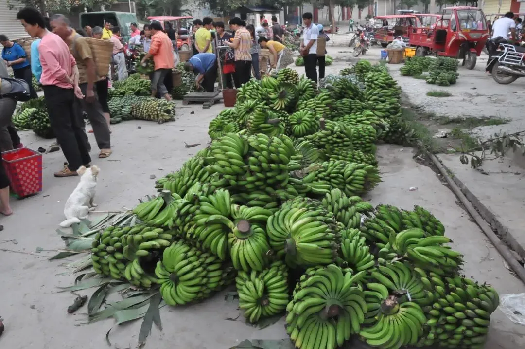 沉眠金沙江底的辉煌:大崇香蕉市场,一代人的烟火记忆