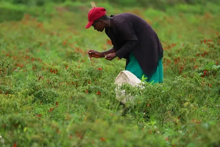 “中国市场值得信赖,意味着信心与机遇”——访卢旺达园艺出口商协会主席鲁昆多