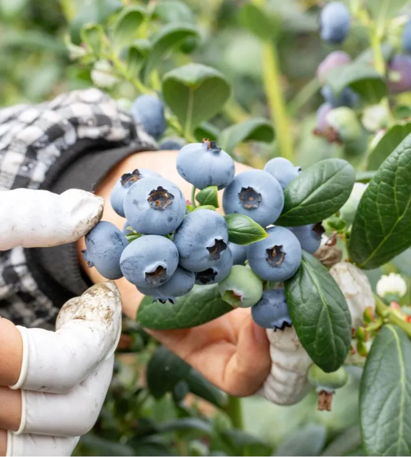 小农户对接大市场,园区成乡村振兴 “甜蜜引擎”