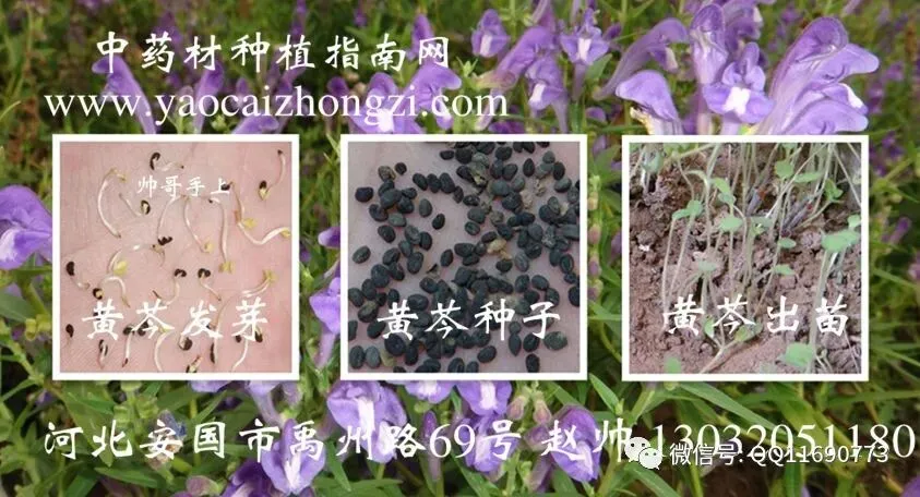 黄芩市场畅销 耐寒耐旱