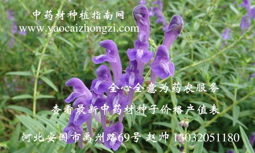 黄芩市场畅销 耐寒耐旱