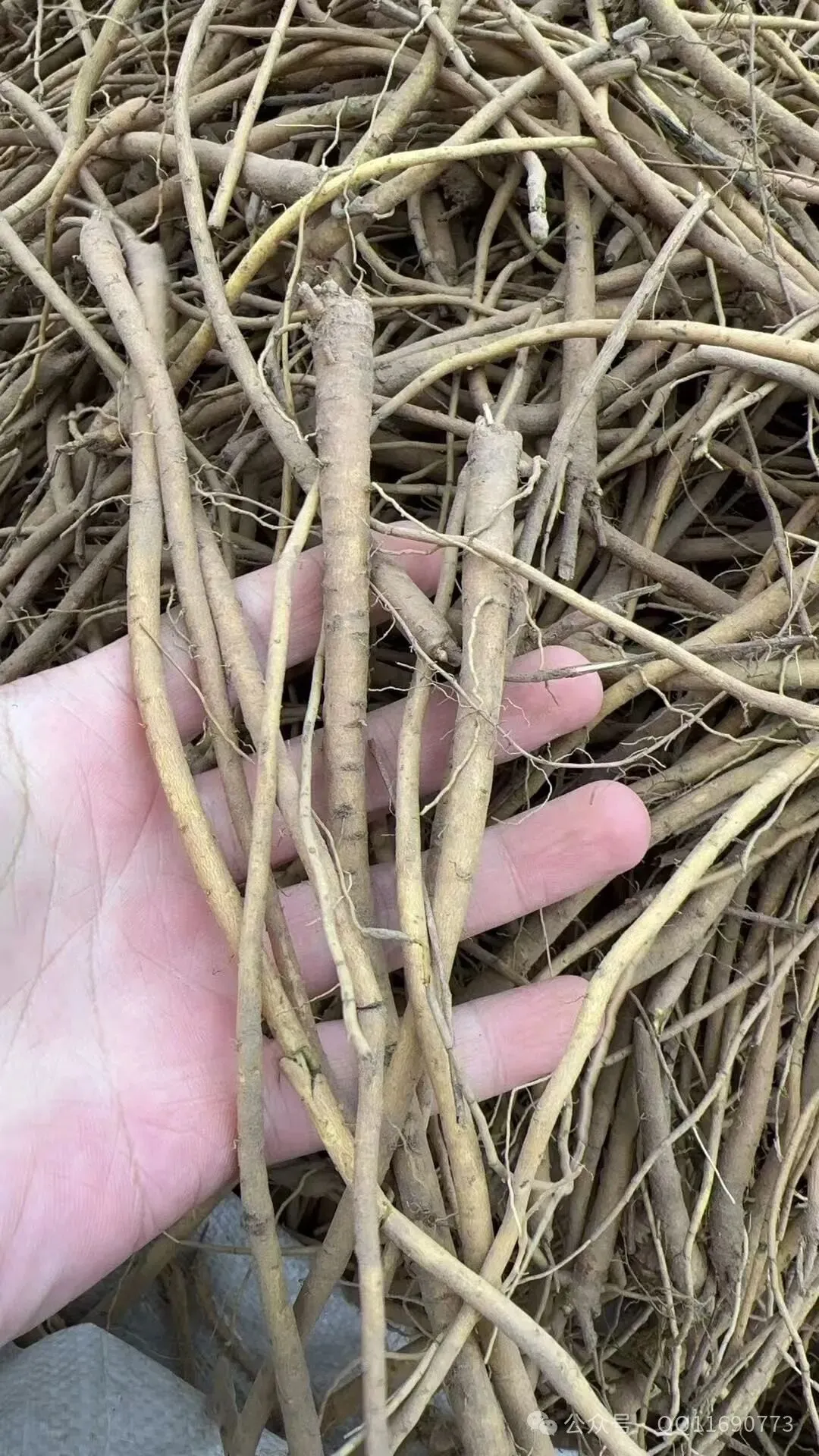 黄芩市场畅销 耐寒耐旱