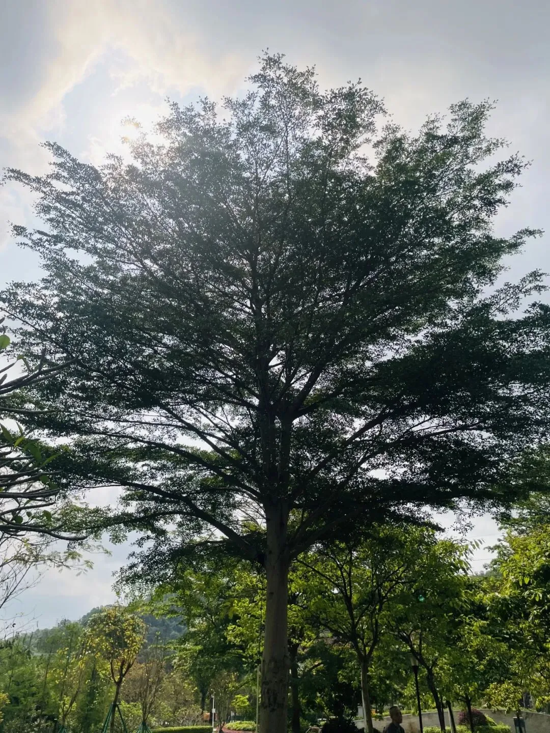 《市场街最后一站》 ǀ 尘土中的美好