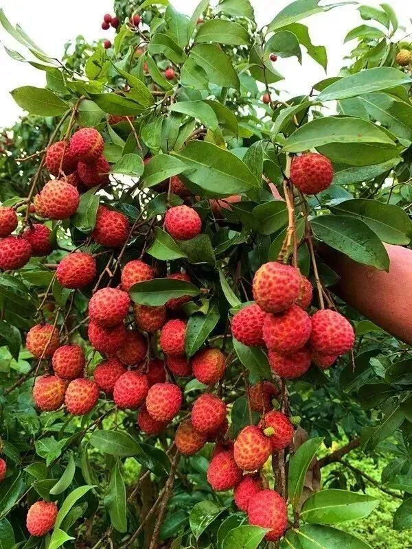 2026年荔枝销售对接会,我们一起卖阳西荔枝!电商对接会,货源渠道全对接!