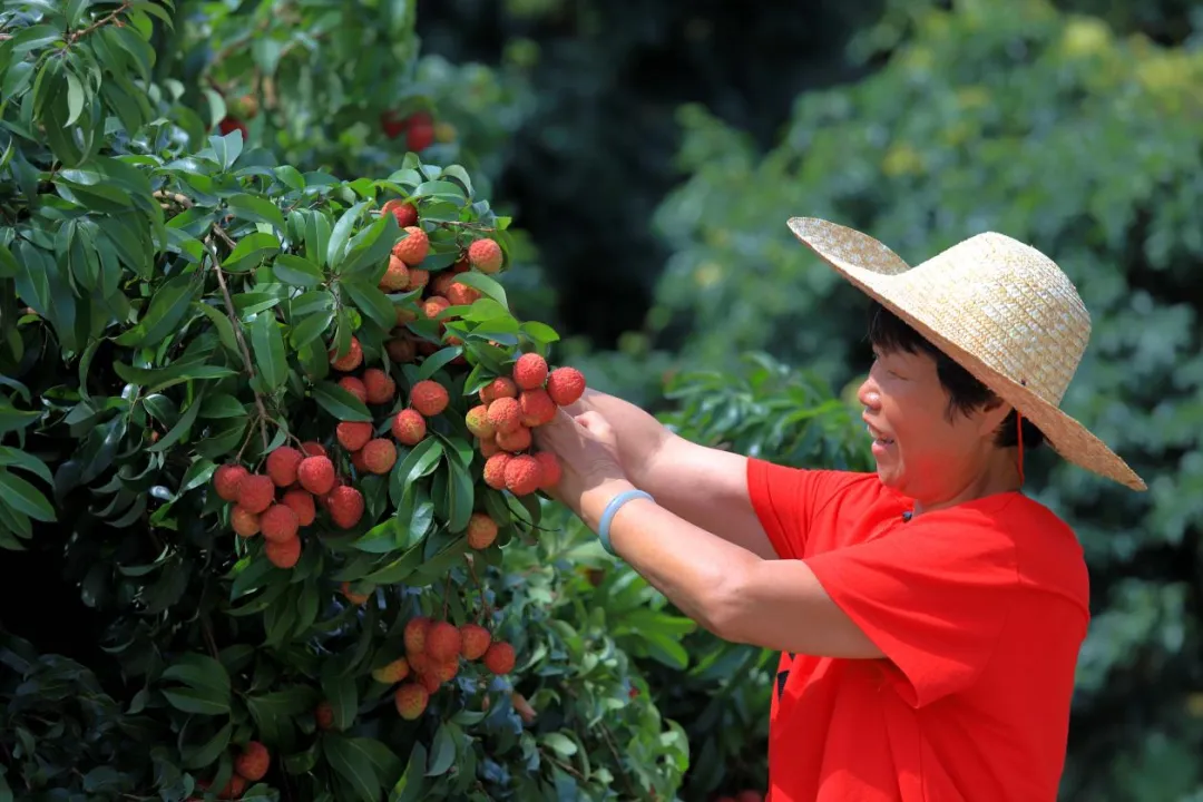 2026年荔枝销售对接会,我们一起卖阳西荔枝!电商对接会,货源渠道全对接!