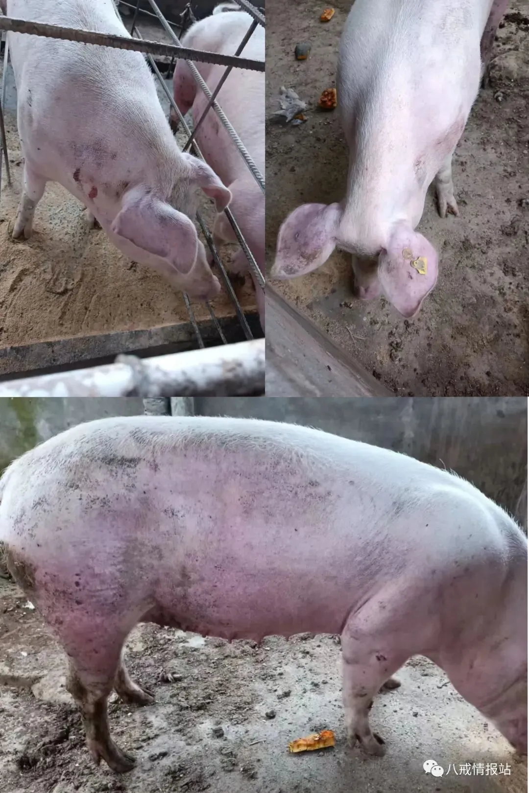 二育上猪情绪下降,市场出现下调4-21明日各地生猪收购价来了!