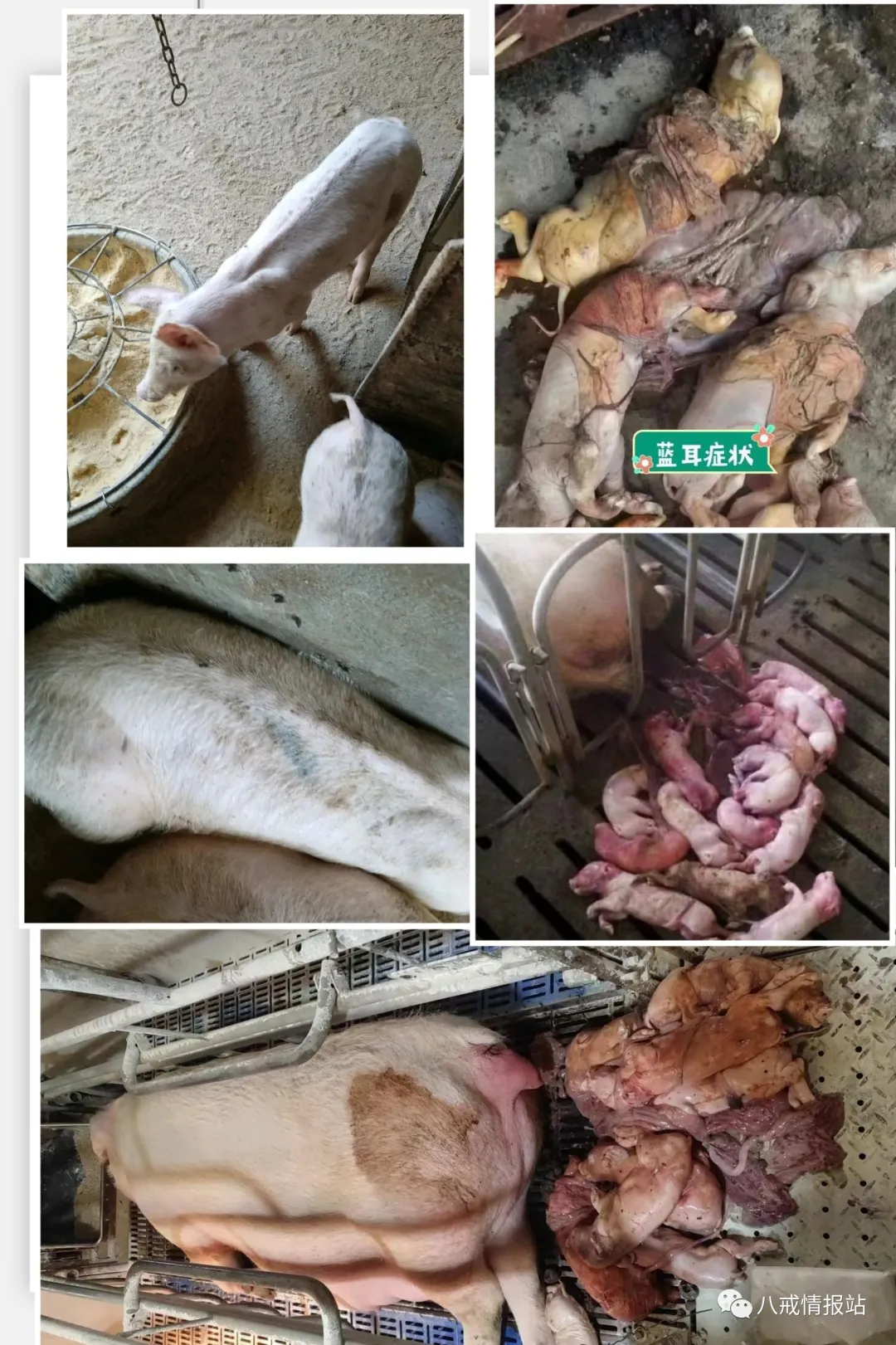 二育上猪情绪下降,市场出现下调4-21明日各地生猪收购价来了!