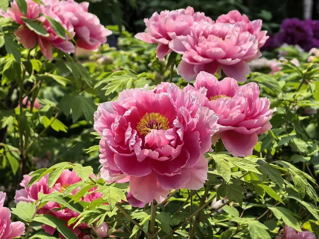 超市蔬菜宣传用“花心”“好色”:是低俗营销还是正常玩梗?