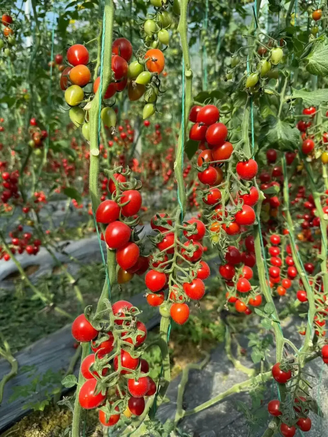 2027小番茄市场决战:告别炒作,筑起“创新与品质”护城河