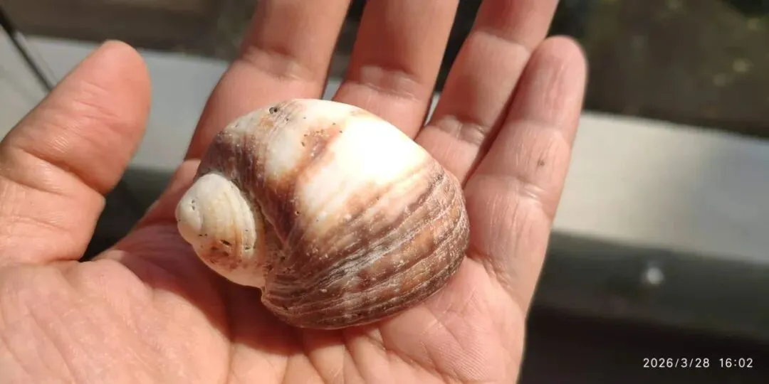 智利路边常见植物笔记十八:市场