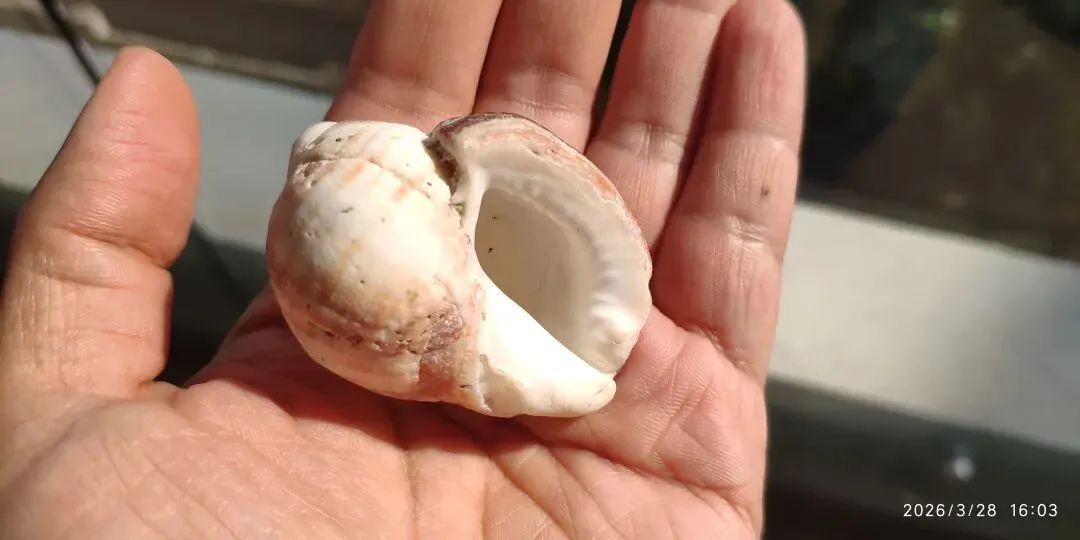 智利路边常见植物笔记十八:市场