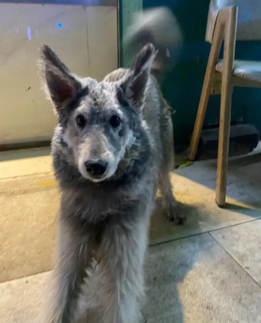 在市场遇到一只小狗,可爱哭,它像一个料子不太好的毛绒玩具!