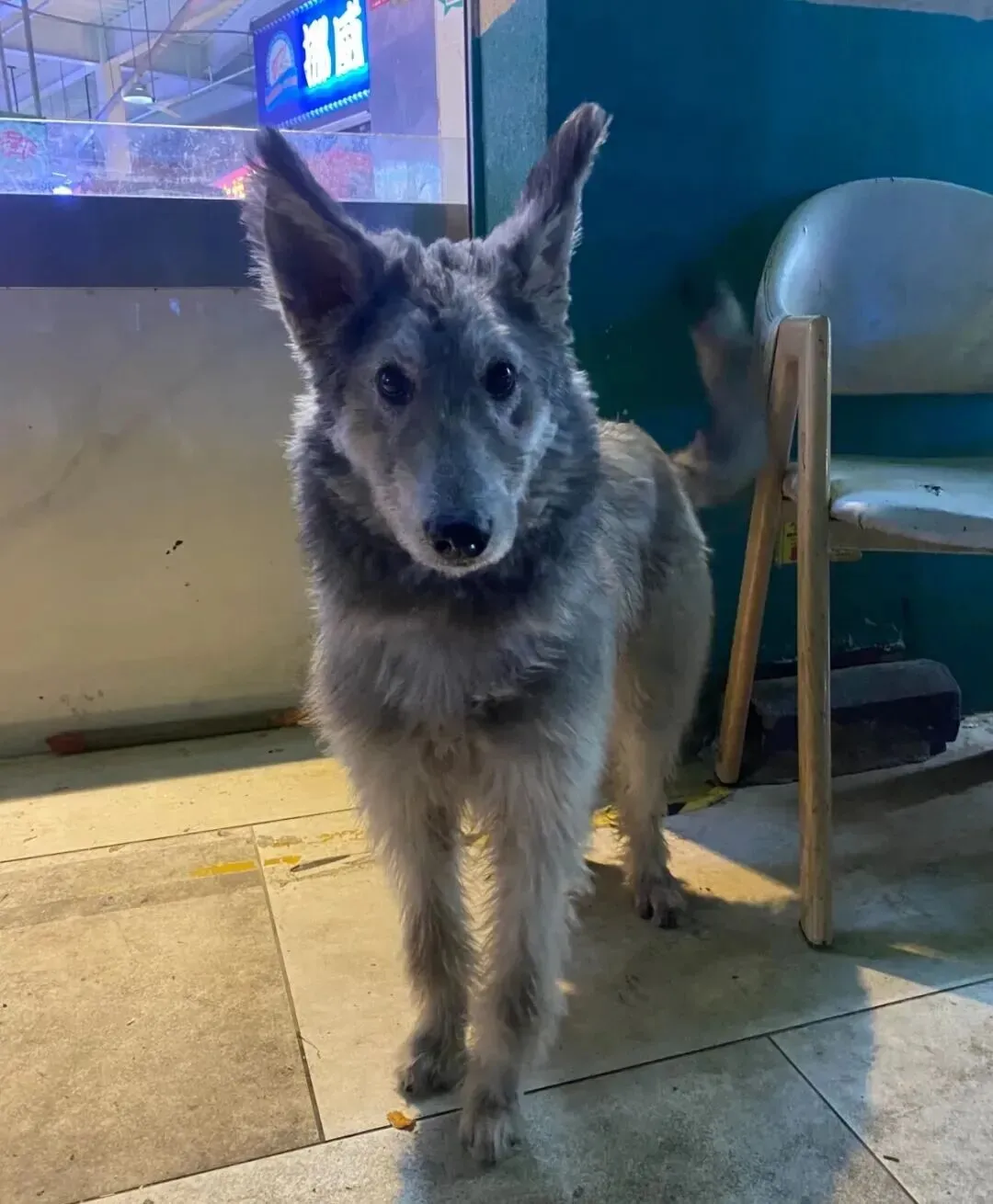 在市场遇到一只小狗,可爱哭,它像一个料子不太好的毛绒玩具!