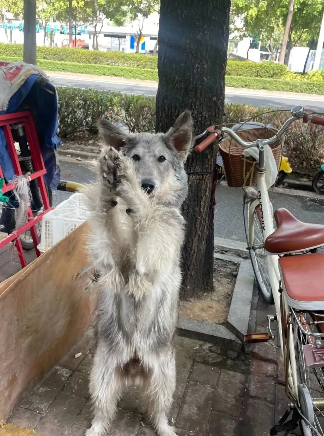 在市场遇到一只小狗,可爱哭,它像一个料子不太好的毛绒玩具!