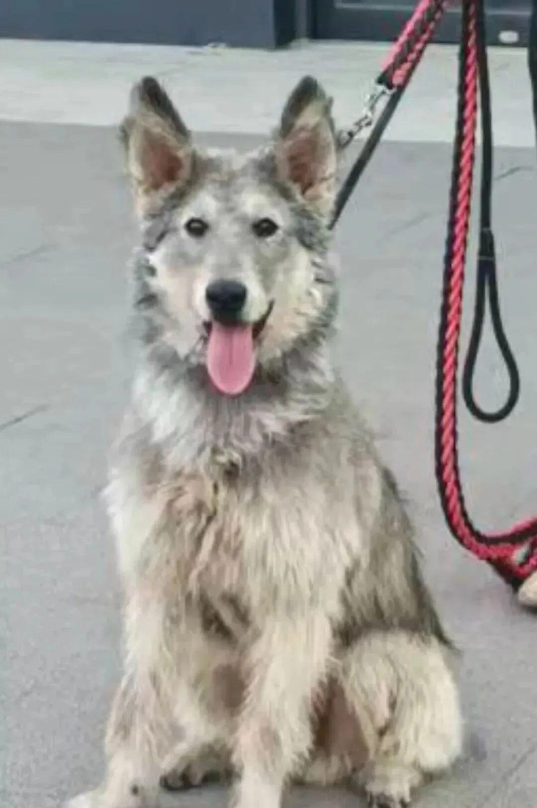 在市场遇到一只小狗,可爱哭,它像一个料子不太好的毛绒玩具!