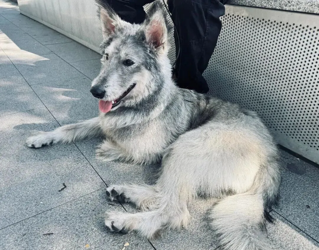 在市场遇到一只小狗,可爱哭,它像一个料子不太好的毛绒玩具!