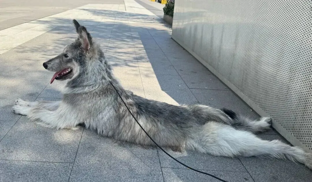在市场遇到一只小狗,可爱哭,它像一个料子不太好的毛绒玩具!