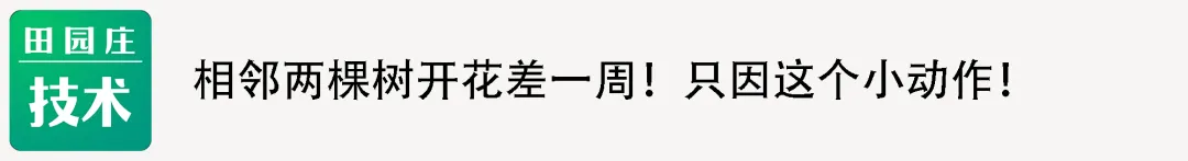 直击终端市场:一级果价格持续上涨,但是走货量却不见增长,出货缓慢.