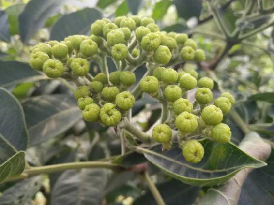 青谈 | 董得兵:锤炼本事,靠近市场!