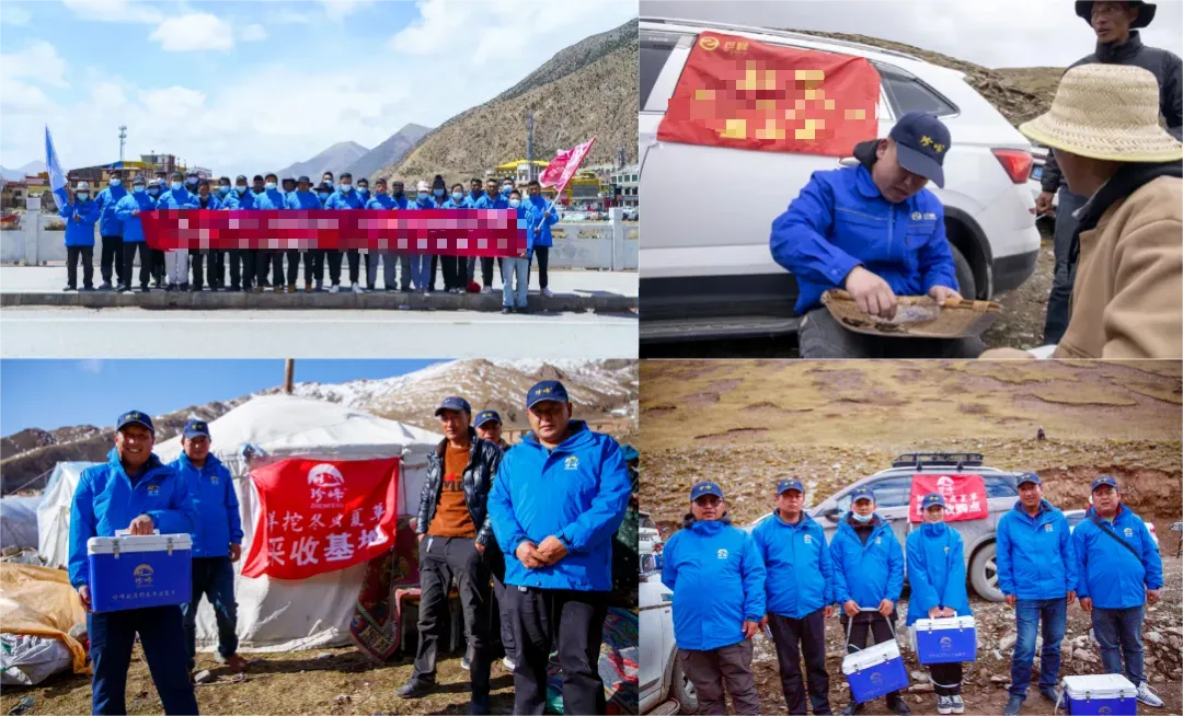 崩了!虫草市场暴雷!