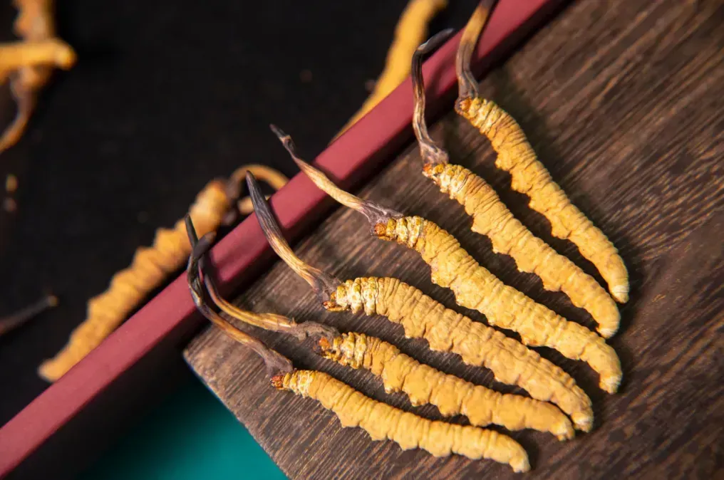 崩了!虫草市场暴雷!