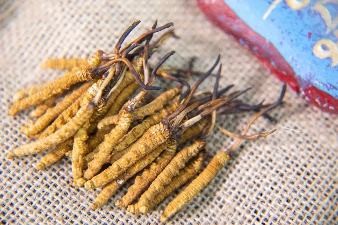 崩了!虫草市场暴雷!