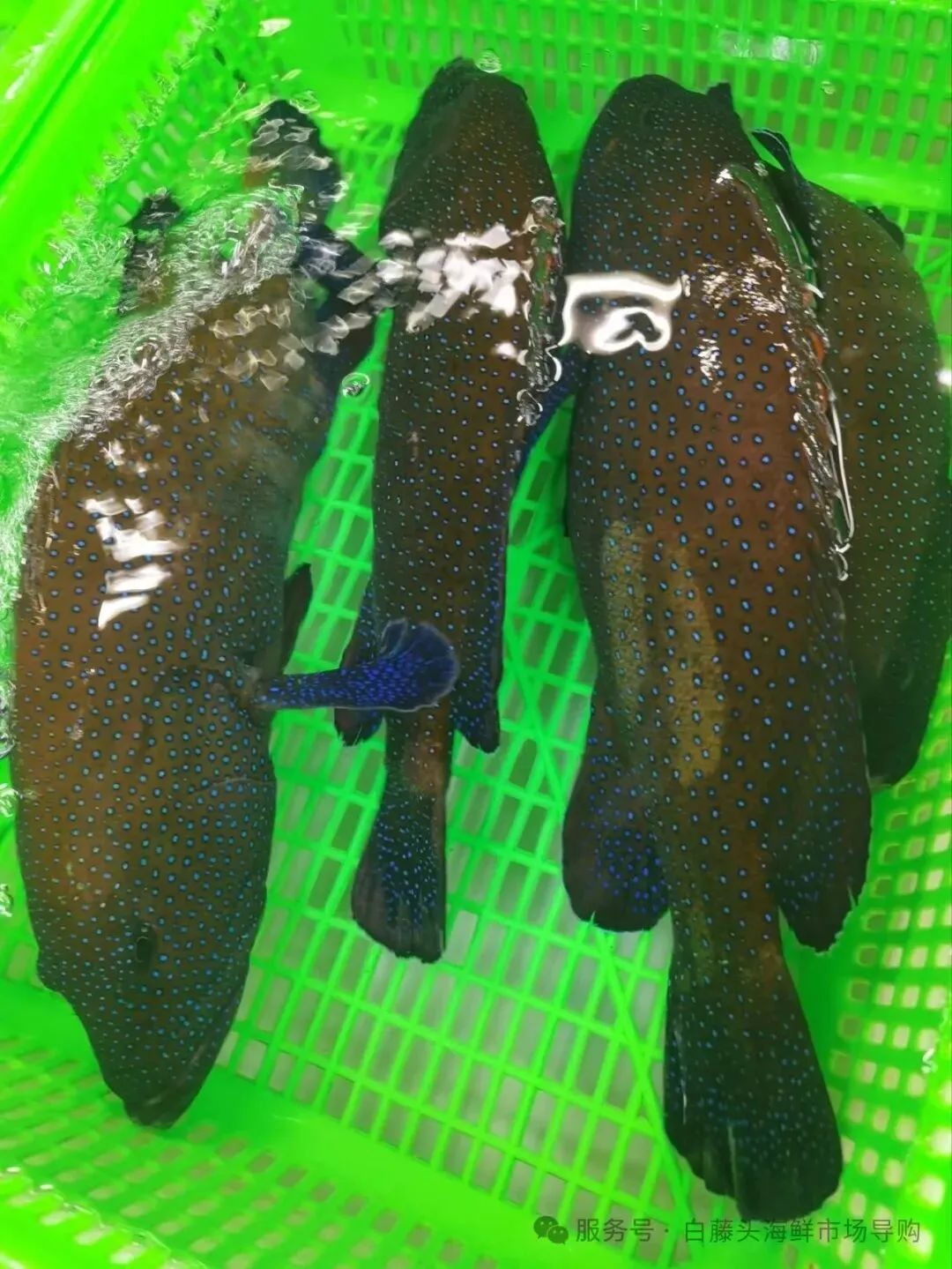 国庆中秋去白藤头海鲜批发市场赴海鲜约!鲜活海产选购 +4家餐厅加工+周边玩法,这份指南超实用