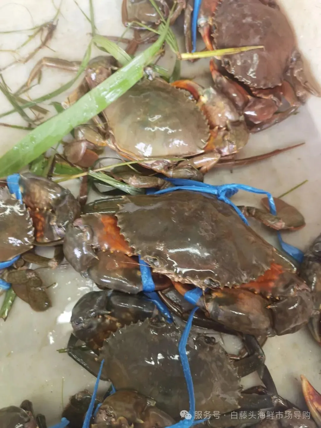 国庆中秋去白藤头海鲜批发市场赴海鲜约!鲜活海产选购 +4家餐厅加工+周边玩法,这份指南超实用