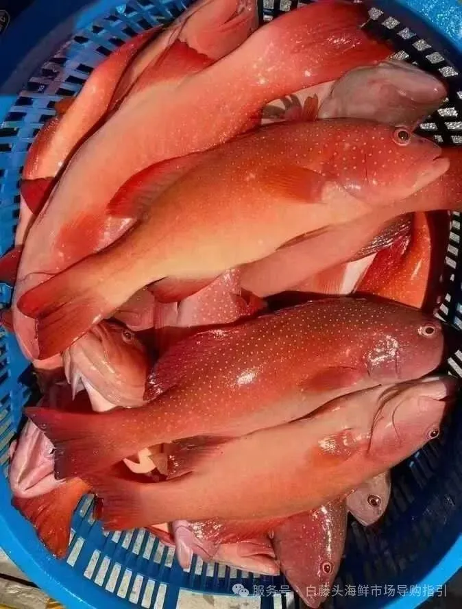 国庆中秋去白藤头海鲜批发市场赴海鲜约!鲜活海产选购 +4家餐厅加工+周边玩法,这份指南超实用