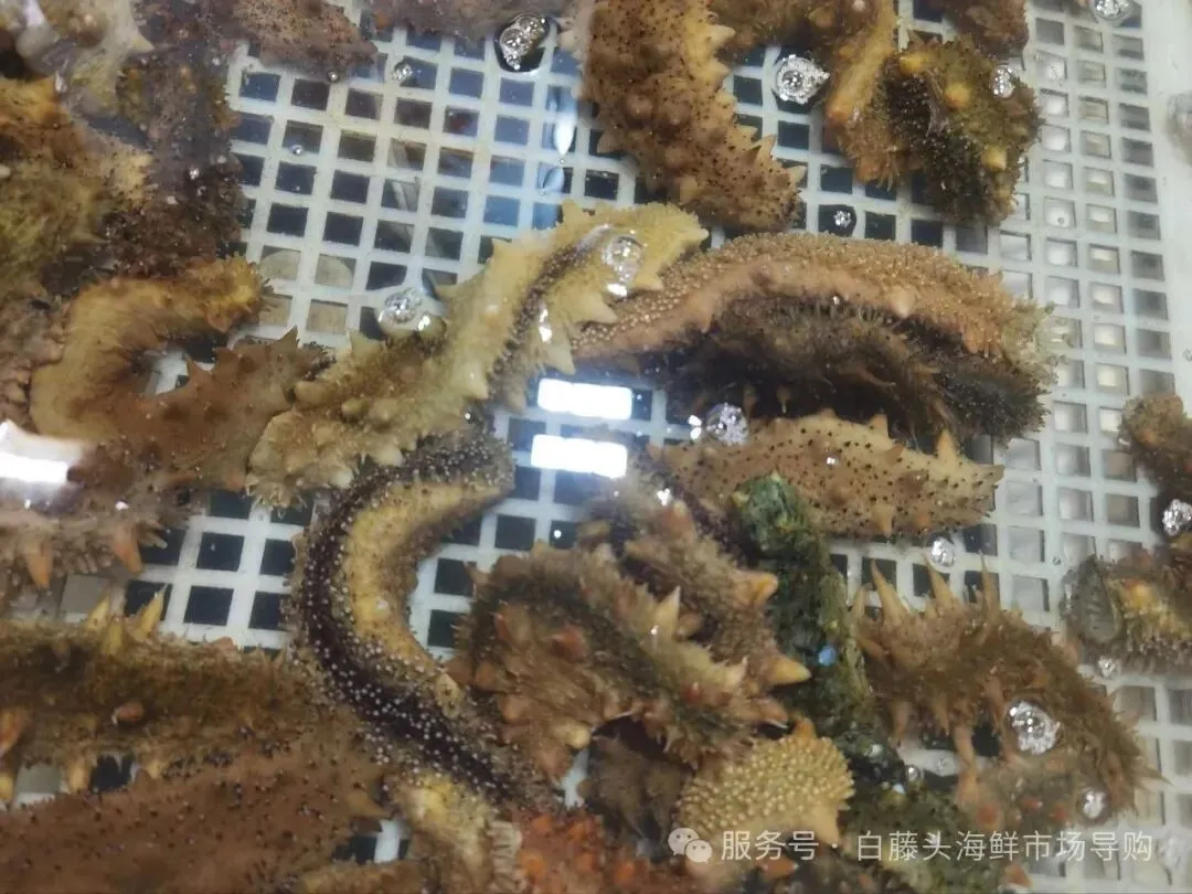 国庆中秋去白藤头海鲜批发市场赴海鲜约!鲜活海产选购 +4家餐厅加工+周边玩法,这份指南超实用