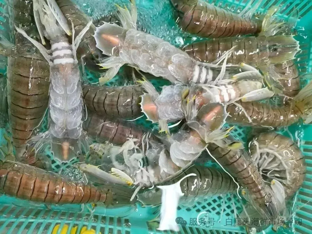 国庆中秋去白藤头海鲜批发市场赴海鲜约!鲜活海产选购 +4家餐厅加工+周边玩法,这份指南超实用