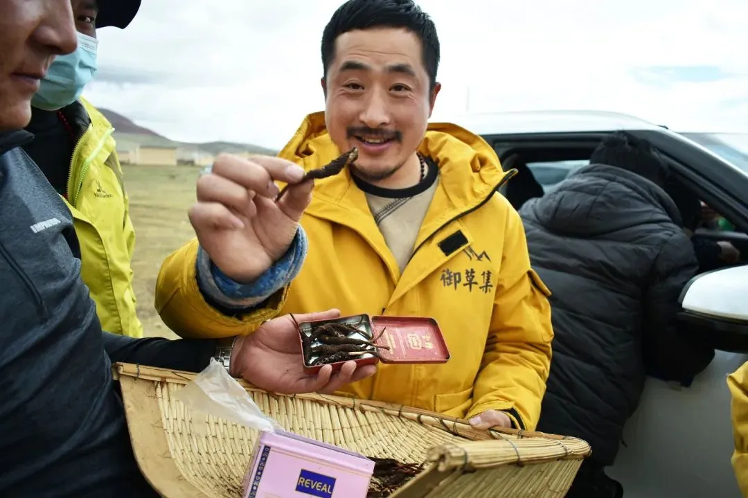 崩了!鲜虫草市场暴雷了