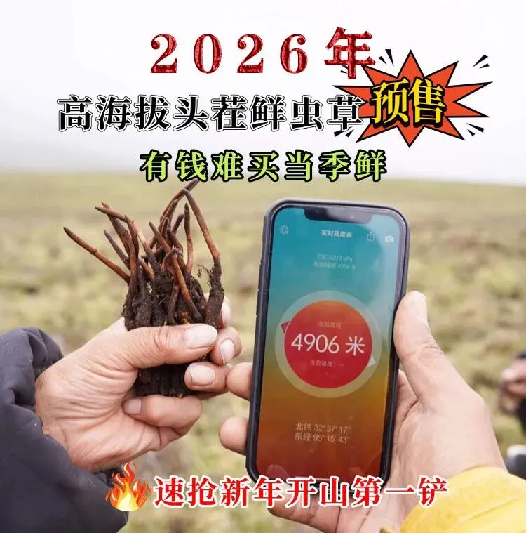 崩了!鲜虫草市场暴雷了