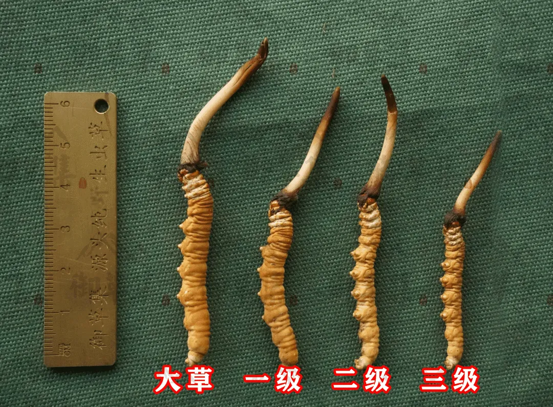 崩了!鲜虫草市场暴雷了