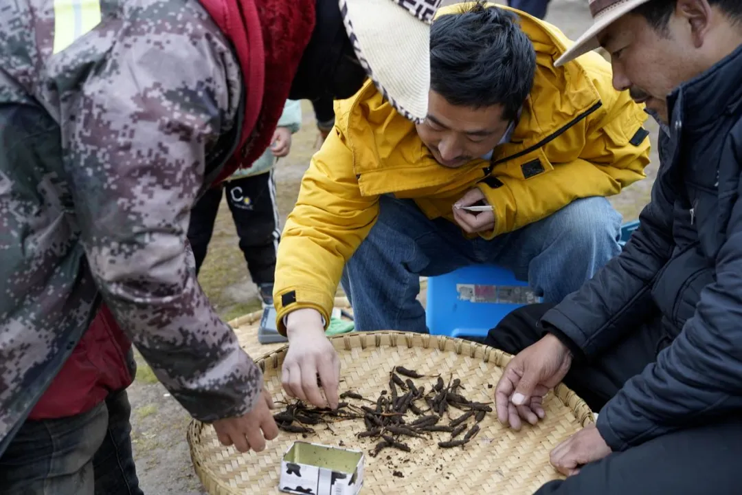 崩了!鲜虫草市场暴雷了