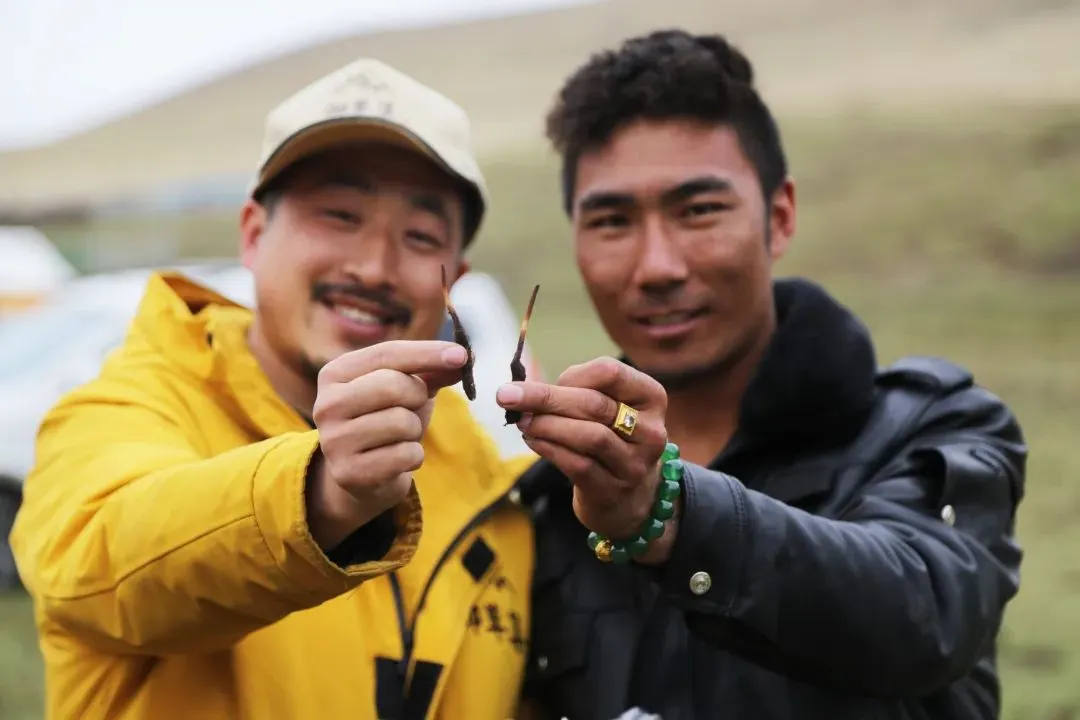 崩了!鲜虫草市场暴雷了