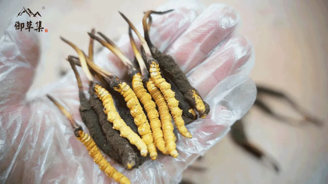 崩了!鲜虫草市场暴雷了