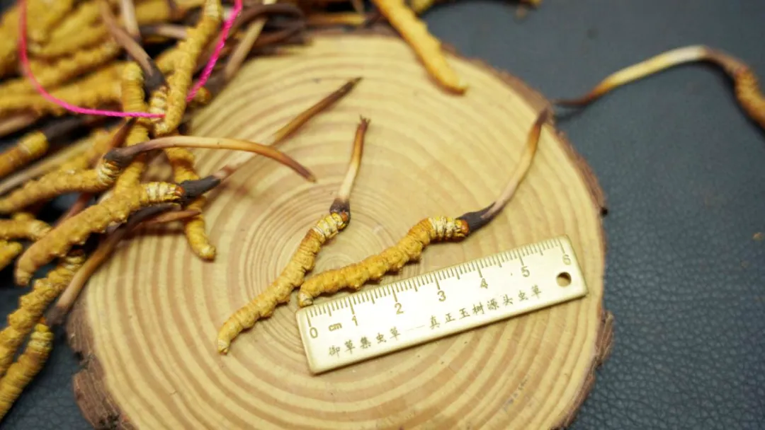 崩了!鲜虫草市场暴雷了