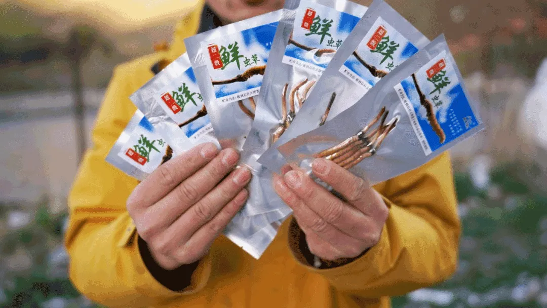 崩了!鲜虫草市场暴雷了