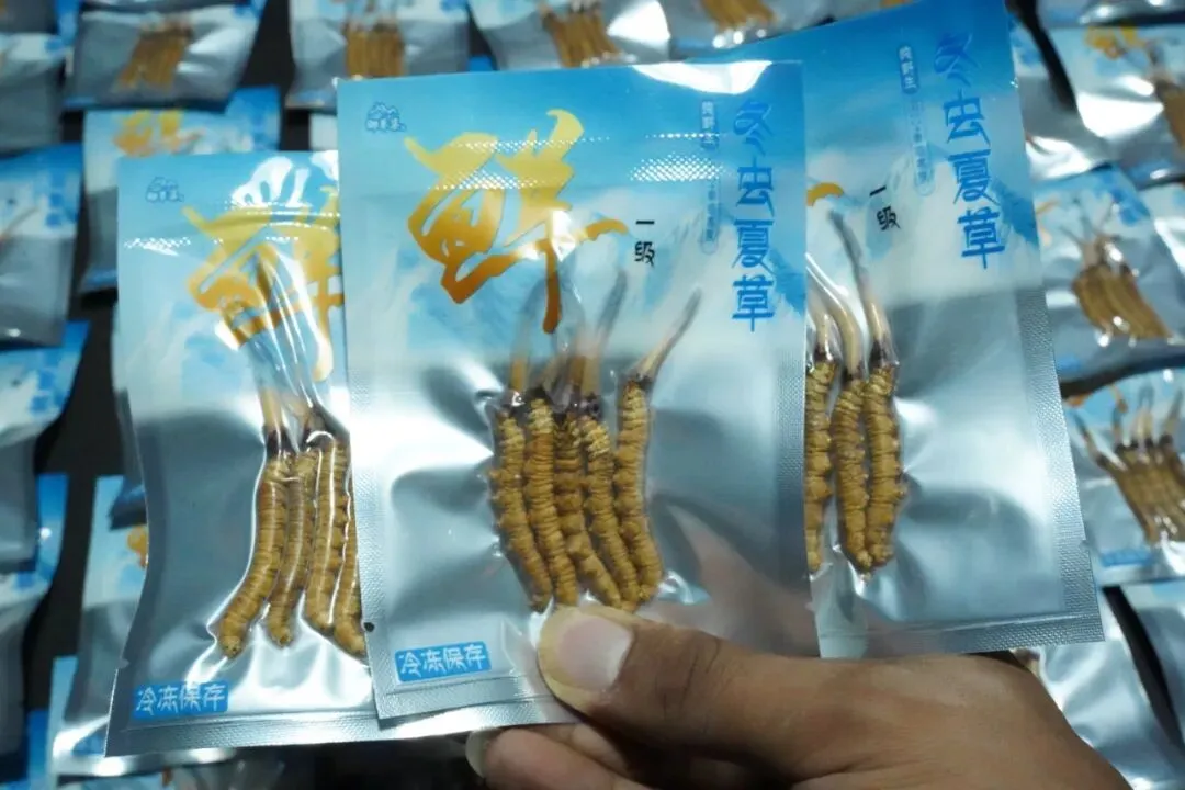 崩了!鲜虫草市场暴雷了