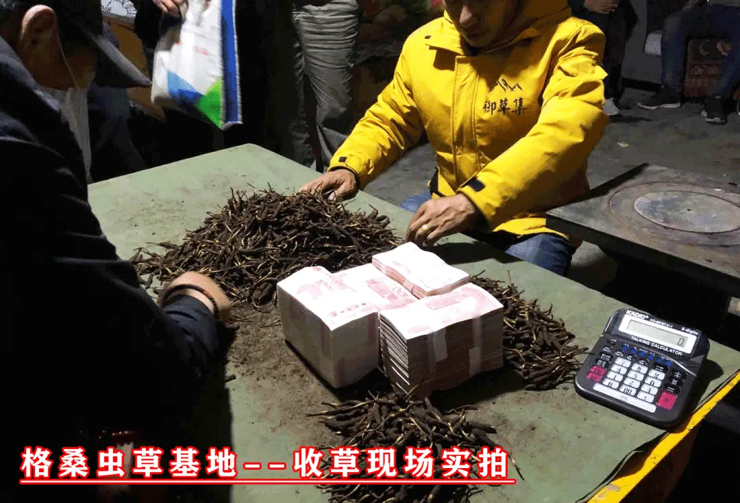 崩了!鲜虫草市场暴雷了