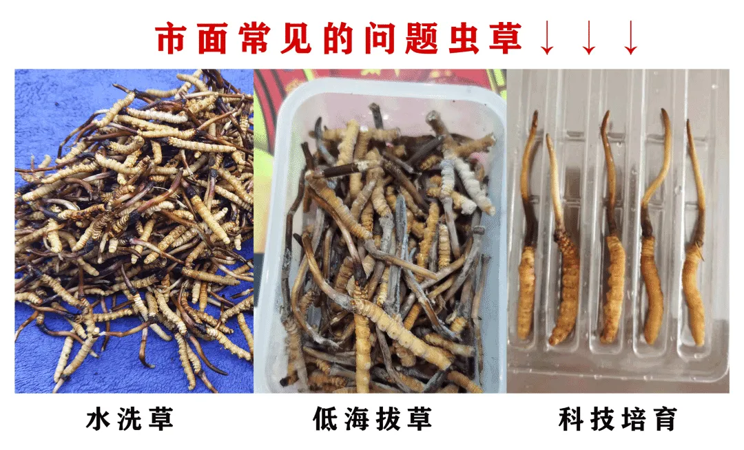 崩了!鲜虫草市场暴雷了