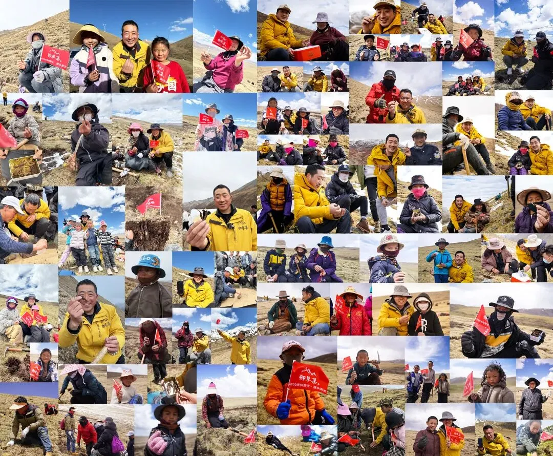 崩了!鲜虫草市场暴雷了