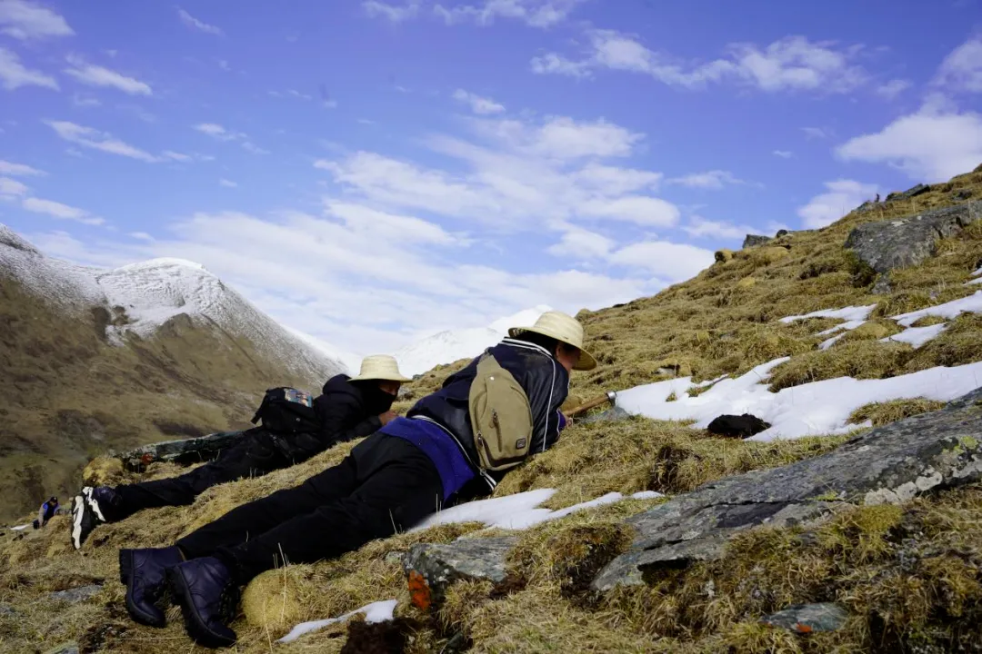 崩了!鲜虫草市场暴雷了