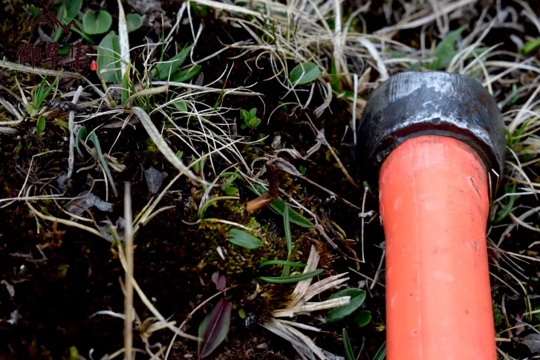 崩了!鲜虫草市场暴雷了